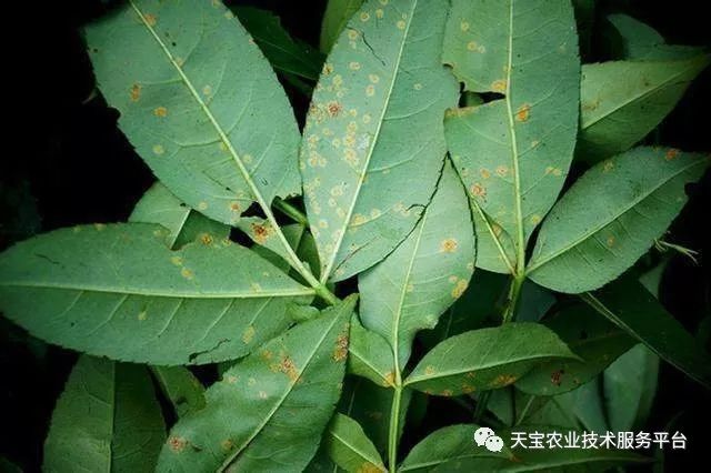 花椒种植条件及种植方法介绍_花椒种植技术大全_花椒种植方法