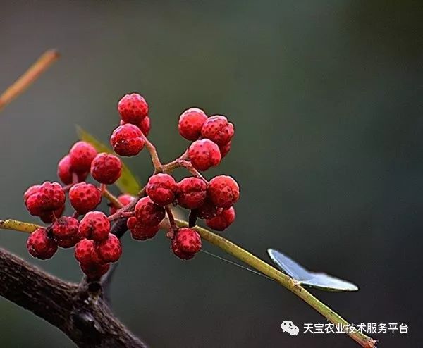 花椒种植方法_花椒种植技术大全_花椒种植条件及种植方法介绍