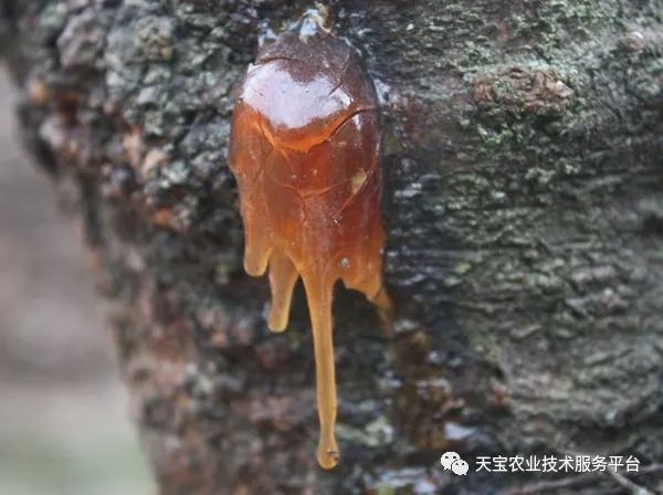 花椒种植方法_花椒种植条件及种植方法介绍_花椒种植技术大全