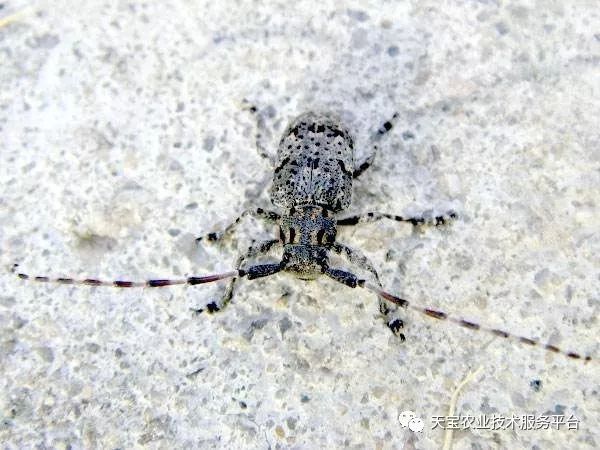 花椒种植条件及种植方法介绍_花椒种植方法_花椒种植技术大全