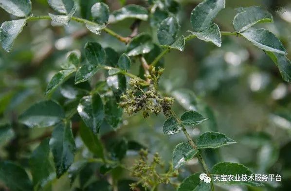 花椒种植方法_花椒种植技术大全_花椒种植条件及种植方法介绍