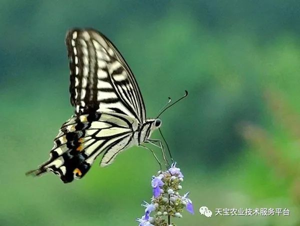 花椒种植条件及种植方法介绍_花椒种植方法_花椒种植技术大全