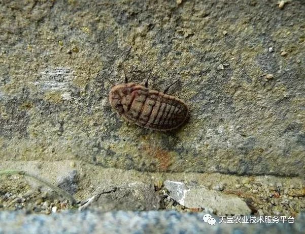 花椒种植条件及种植方法介绍_花椒种植方法_花椒种植技术大全