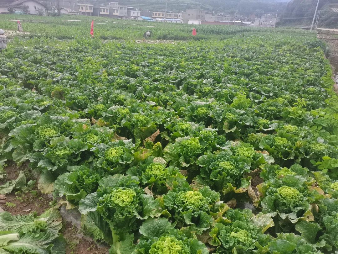 萝卜种植技术视频_萝卜种植小技巧_广东农村萝卜种植技术