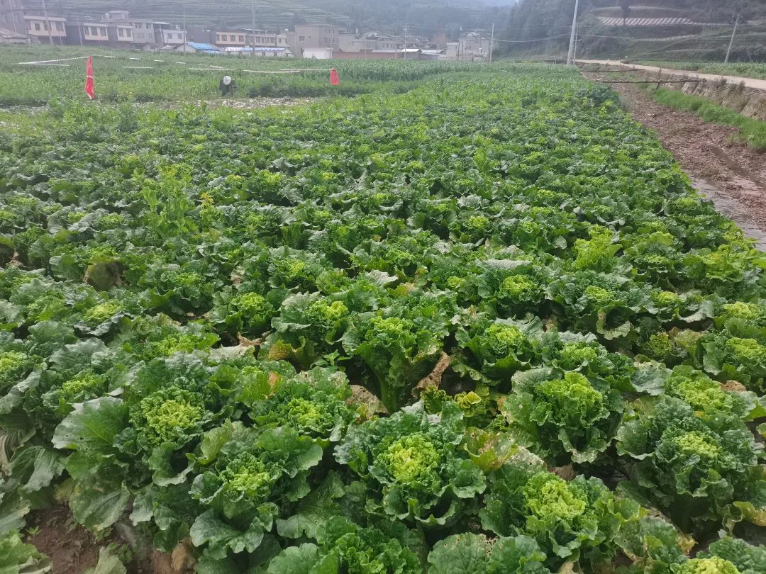 萝卜种植小技巧_广东农村萝卜种植技术_萝卜种植技术视频