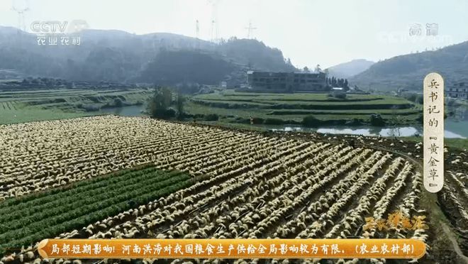 南方韭黄种植技术视频_广东韭黄种植基地_广东韭黄种植技术