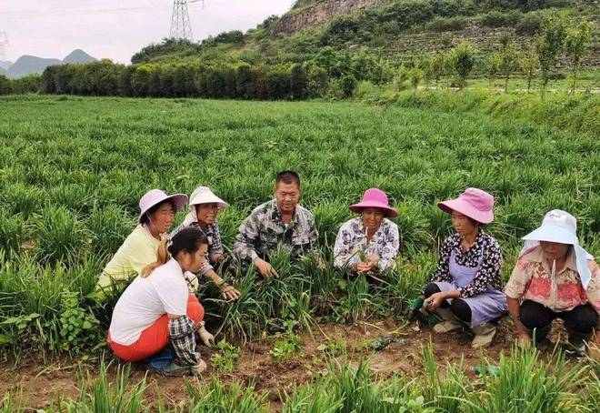 广东韭黄种植基地_广东韭黄种植技术_南方韭黄种植技术视频