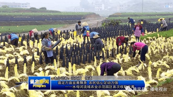 广东韭黄种植基地_广东韭黄种植技术_南方韭黄种植技术视频