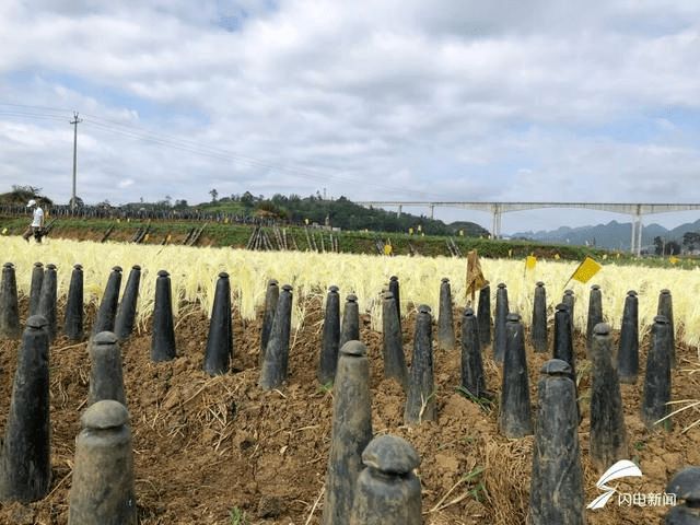 南方韭黄种植技术视频_广东韭黄种植基地_广东韭黄种植技术