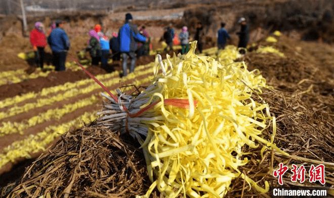 广东韭黄种植基地_南方韭黄种植技术视频_广东韭黄种植技术