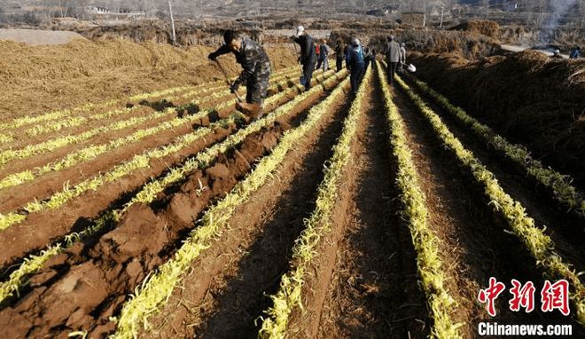 广东韭黄种植基地_南方韭黄种植技术视频_广东韭黄种植技术