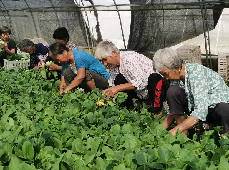 阜阳这个村，靠种菜致富！