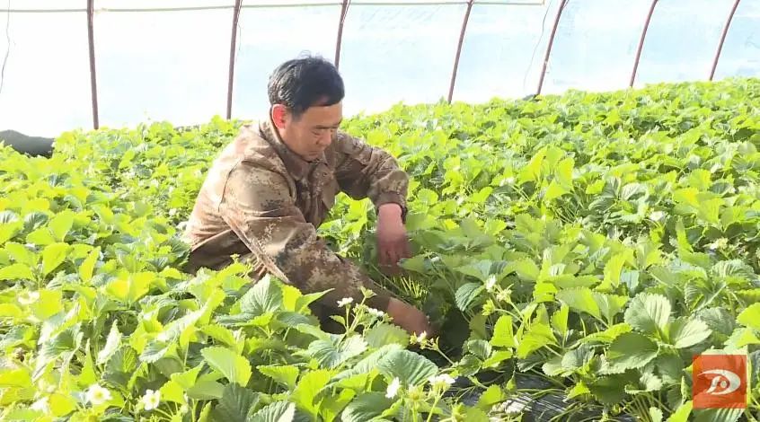 致富种植沙葱图片_致富种植沙葱怎么样_种植沙葱致富