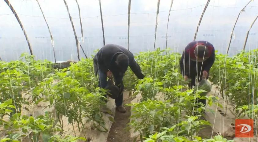 致富种植沙葱图片_种植沙葱致富_致富种植沙葱怎么样