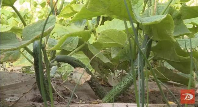 致富种植沙葱怎么样_种植沙葱致富_致富种植沙葱图片