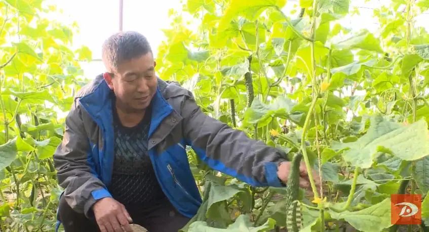 种植沙葱致富_致富种植沙葱图片_致富种植沙葱怎么样