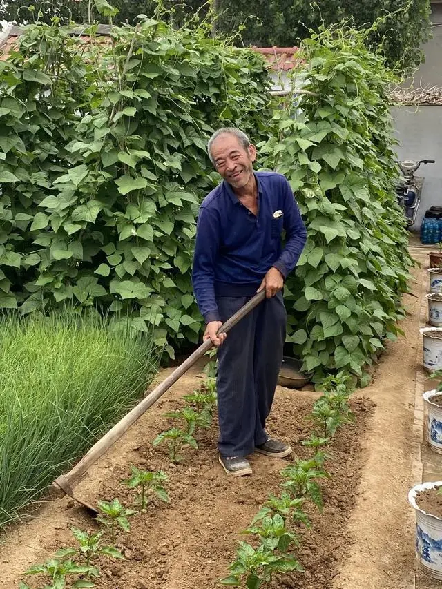 种植玉木耳前景如何_玉木耳种植技术视频_种植玉木耳 致富