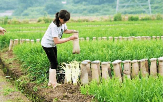 广东韭黄种植技术_韭黄种植视频_种植广东技术韭黄怎么样