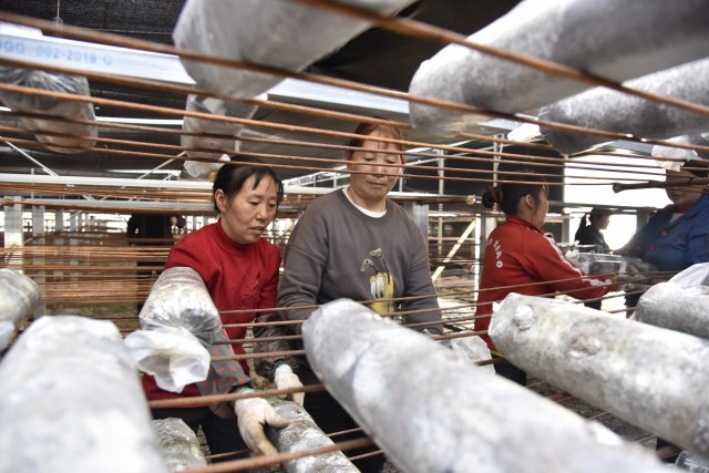 广元朝天区：食用菌产业拓宽群众“致富路”