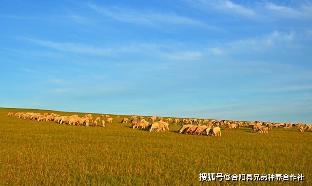 靠山羊养殖致富_致富经山羊养殖技术视频_致富经山羊养殖视频