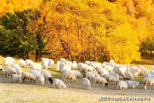 致富经山羊养殖技术视频_致富经山羊养殖视频_靠山羊养殖致富