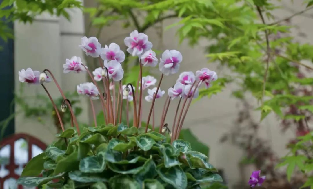 种植年宵花卉致富_花卉带动致富路_种花致富经