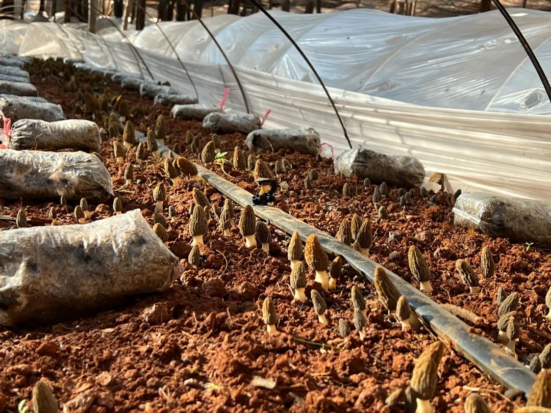 邯郸哪里有种蘑菇的_邯郸种植食用菌致富新闻_邯郸种植基地