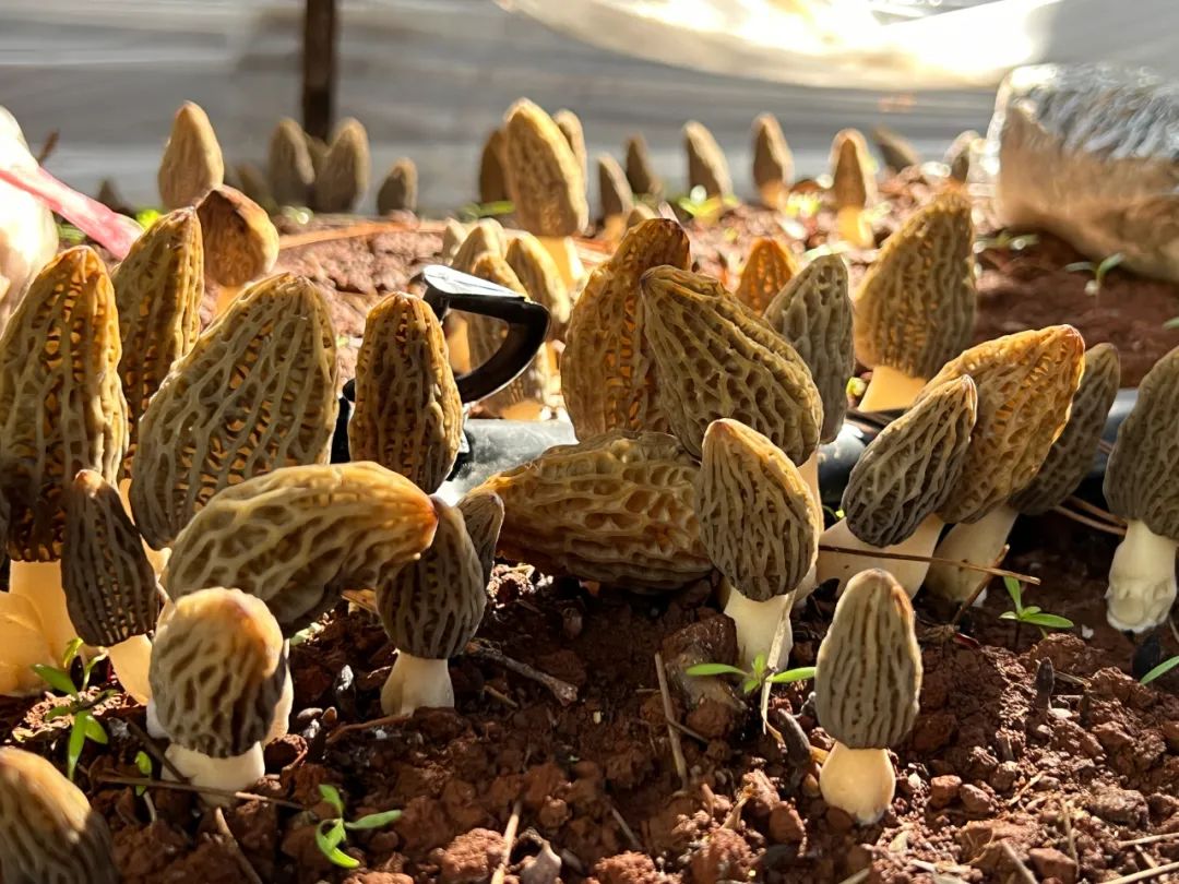 邯郸哪里有种蘑菇的_邯郸种植食用菌致富新闻_邯郸种植基地