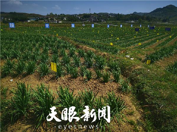 种植广东技术韭黄怎么样_广东韭黄种植技术_韭黄种植视频