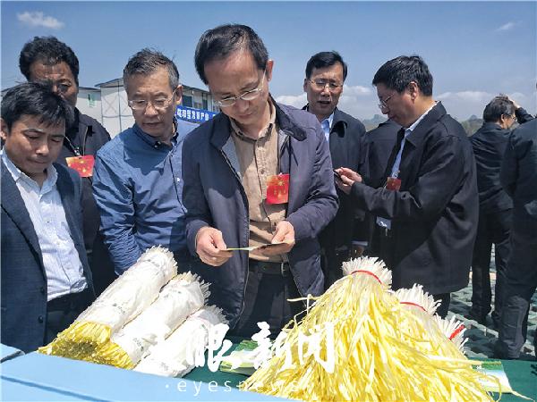 种植广东技术韭黄怎么样_韭黄种植视频_广东韭黄种植技术