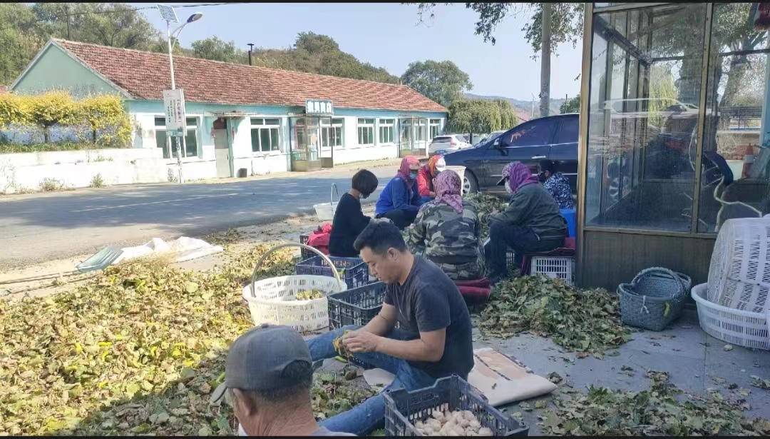 柞蚕养殖技术视频_柞蚕养殖前景_柞蚕养殖致富项目