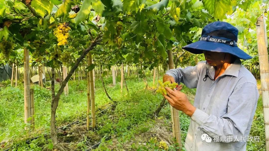 种植提子需要大棚吗_大棚种植提子技术_大棚种植技术提子技术要求