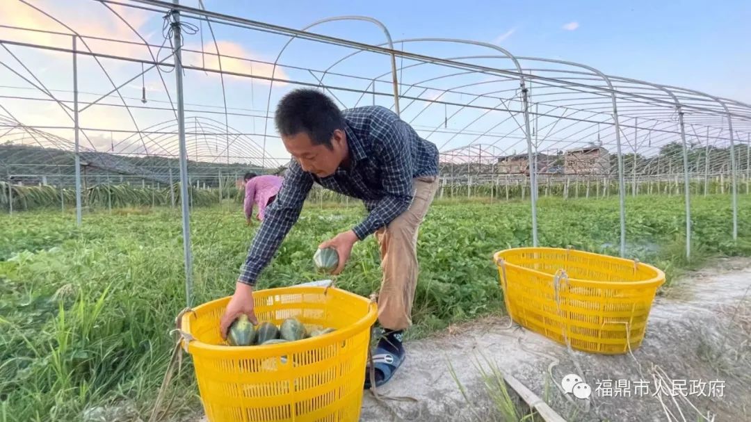 大棚种植提子技术_大棚种植技术提子技术要求_种植提子需要大棚吗