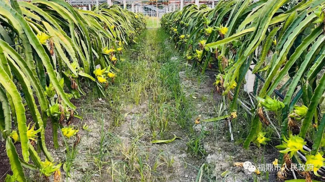 大棚种植技术提子技术要求_种植提子需要大棚吗_大棚种植提子技术