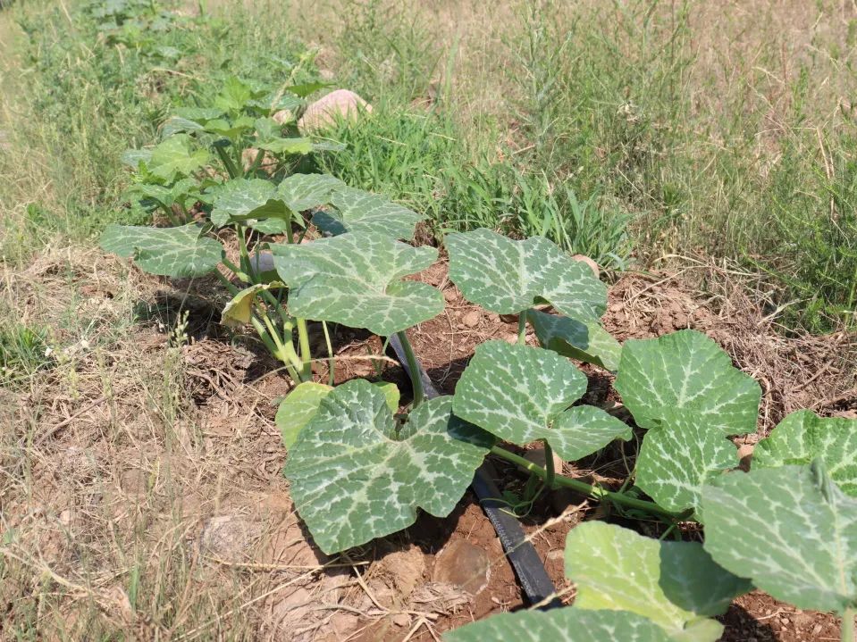 阳光种植致富项目_种植致富新项目_种养致富项目