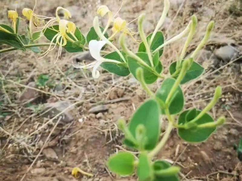 种植致富新项目_种养致富项目_阳光种植致富项目