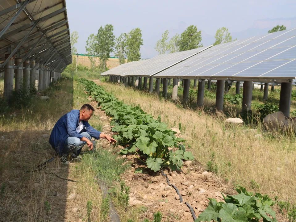 阳光种植致富项目_种养致富项目_种植致富新项目