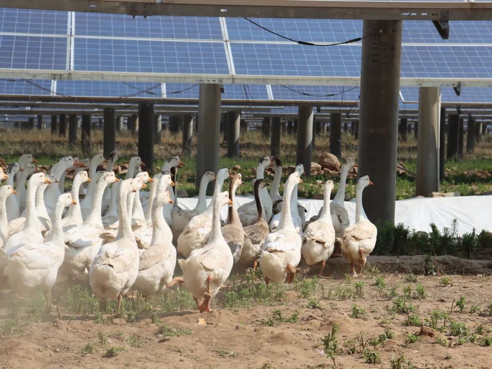 种养致富项目_阳光种植致富项目_种植致富新项目