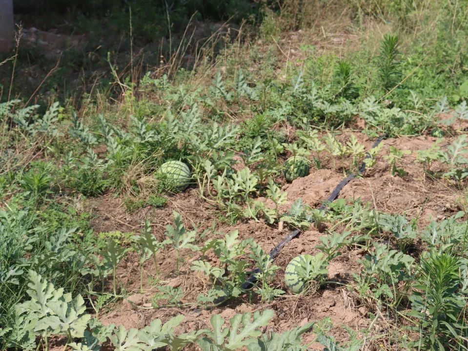 种养致富项目_种植致富新项目_阳光种植致富项目