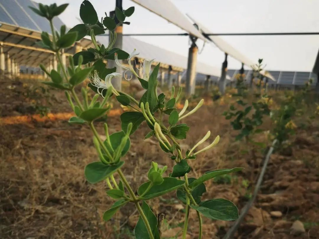 种养致富项目_种植致富新项目_阳光种植致富项目