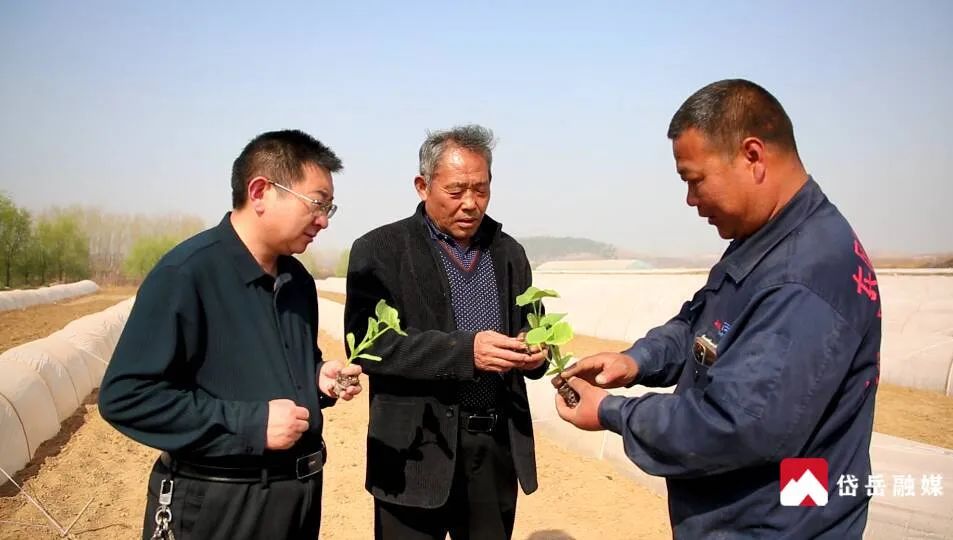 猕胡桃的种植技术_猕胡桃树几年结果_猕胡桃生长过程