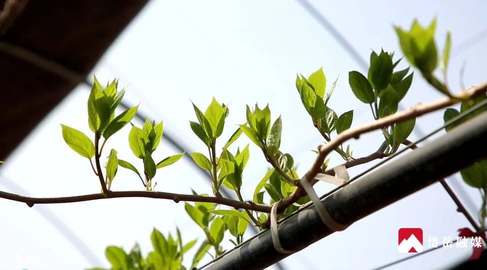 猕胡桃的种植技术_猕胡桃树几年结果_猕胡桃生长过程