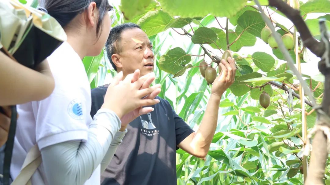 猕胡桃树几年结果_猕胡桃生长过程_猕胡桃的种植技术