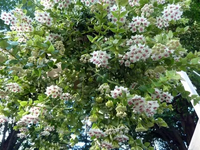 阳台致富经_阳台种植养殖致富_致富阳台养殖种植视频