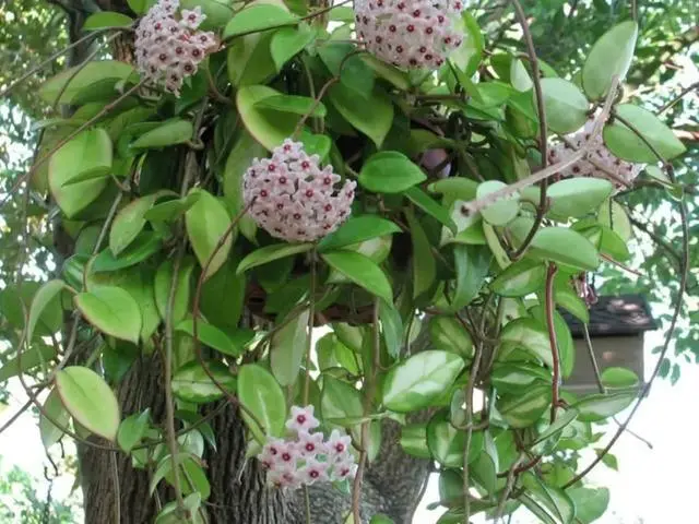 阳台种植养殖致富_阳台致富经_致富阳台养殖种植视频