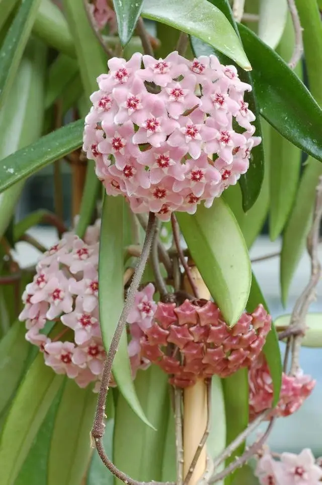 阳台致富经_致富阳台养殖种植视频_阳台种植养殖致富