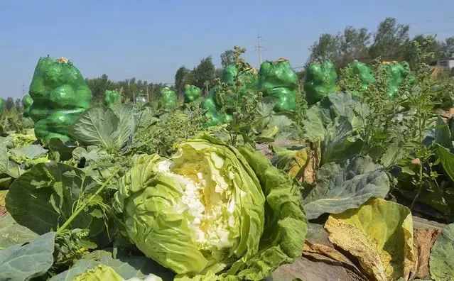 种赣南脐橙有前景吗_正宗的赣南脐橙苗哪里能买到_致富经种赣南脐橙