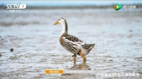 致富经翻滚吧海鸭蛋_2018致富经海鸭蛋_致富经海鸭蛋宋红荣中央17