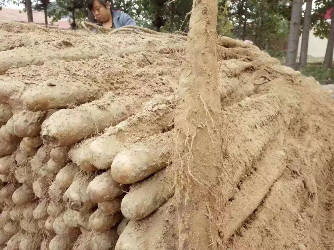 铁棍山药种植栽培技术视频_铁棍山药架种植技术_铁棍山药种植技术视频教程