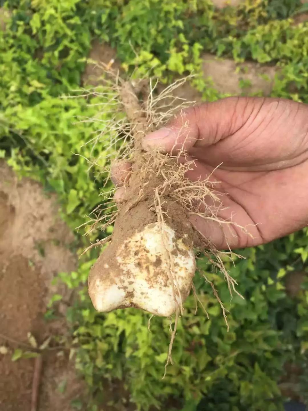 铁棍山药架种植技术_铁棍山药种植技术视频教程_铁棍山药种植栽培技术视频